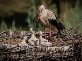 Genießer- Auszeit im Grünen- 8 Tage in der Lüneburger Heide       