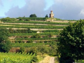 Immer wieder Sonntags in der Pfalz inkl. Abendessen & Sekt