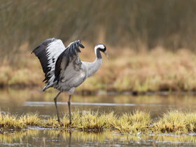 Herbstreise zur Kranichrast