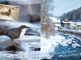 Schwarzwaldseen & Traumlocations