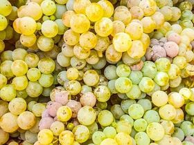 Wandern zu jeder Jahreszeit an der Mosel 2025/2026