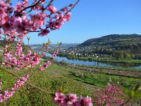 Wandern zu jeder Jahreszeit an der Mosel 2025/2026