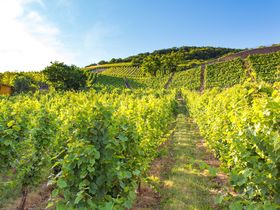 Mosel aktiv - Radlerurlaub an der Mosel