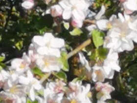 Apfelblüte im Chiemgau