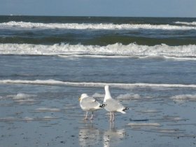 Friesische Auszeit an der Nordsee| 3 Tage