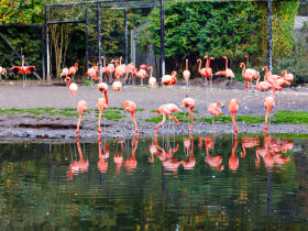 3 Tage exklusiv in die Heide nach Soltau verreisen - nur 99 EUR!