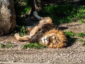 Zoo Abenteuer im Tierpark Hellabrunn - 4 Tage in München