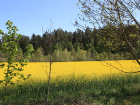 Nürnberger Christkindlesmarkt und Bamberger Krippenweg mit Stadtführung 