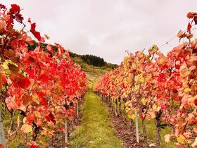Romantische Natur-Auszeit an der Mosel 