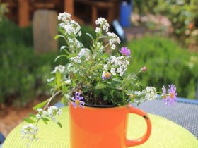 8 Tage Usedom, Urlaub auf der Sonneninsel, direkt am Meer 