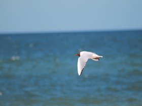 3 Tage Usedom, Urlaub auf der Sonneninsel, direkt am Meer 