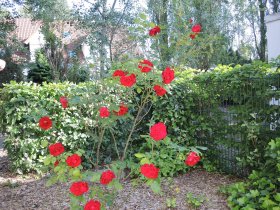 8 Tage Usedom, Urlaub auf der Sonneninsel, direkt am Meer 