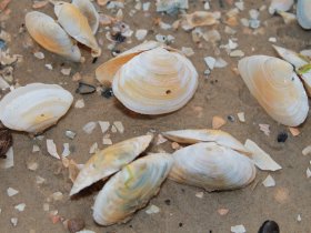 8 Tage Usedom, Urlaub auf der Sonneninsel, direkt am Meer 