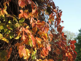 Indian Summer, traumhaft auf der Sonneninsel Usedom  