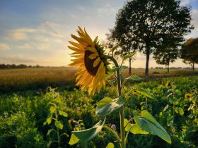 Frühling auf Rügen - 3 Tage inkl. 2x Abendessen