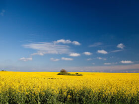 Kurzurlaub auf Rügen in Binz inkl. Abendessen I 3 Nächte