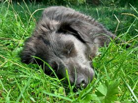 Wandern auf vier Pfoten am Rhein | 3 Tage inkl. Lunchpaket & Wein