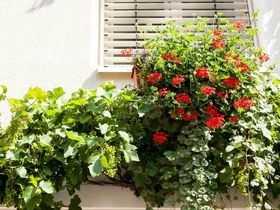 Silvester mit live-Musik in der Großherzoglichen Orangerie Neustrelitz 2