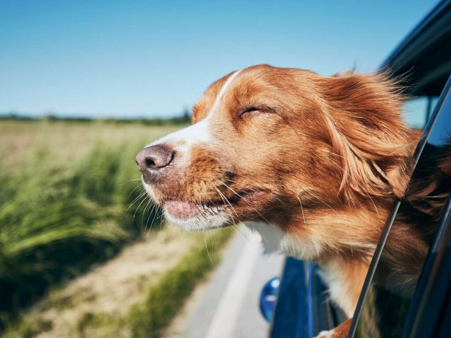 Urlaub mit Hund in der Rhein-Neckar Region - 2 Tage
