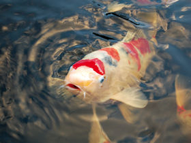 Auszeit am schönen Bodensee