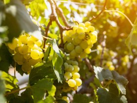 Silvester in der Pfalz - Welcome 2026 2