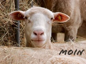 Heideblüte in der Lüneburger Heide