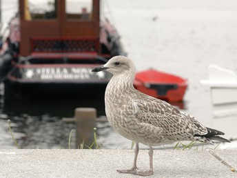 3 Tage Ruhe und Entspannung an der Nordsee