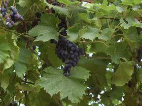 3 Tage - Rheingau in Love inkl. Candlelight Dinner