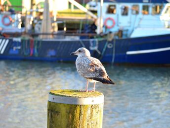 Auszeit in Büsum an der Nordsee  | 3 Tage