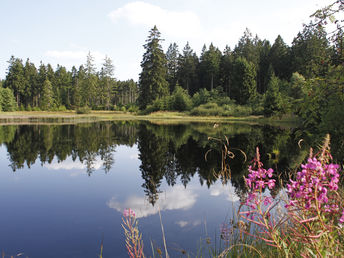 Wald, Wellness und Zweisamkeit am Nationalpark in Bad Harzburg