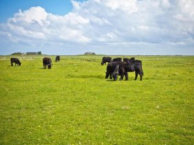 Stürmische Auszeit auf der Hallig und mitten im Meer...