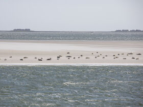 Stürmische Auszeit auf der Hallig und mitten im Meer...
