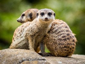 Tierisch guter Kurzurlaub in Köln | 4 Tage