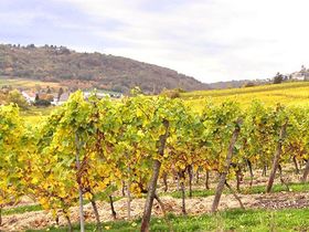 Das Wandern ist... auch meine Lust - 3 Tage durch die Pfalz