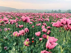 StadtLIEBE 4=3 - Erholung zwischen Harz & Weserbergland
