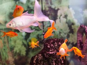 Little Tokyo-Städtetrip in Düsseldorf | 4 Tage Japanische Kultur erleben