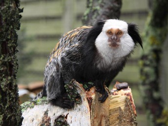 3 Familientage am Usedomer Tropenzoo inkl. Ostseetherme-Tickets