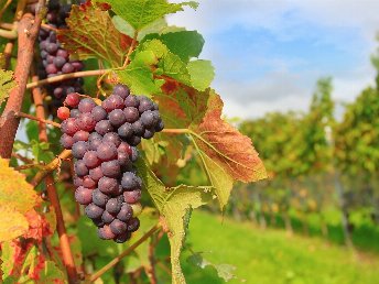 Himmelfahrt 2025 - 4 Tage an die Mosel