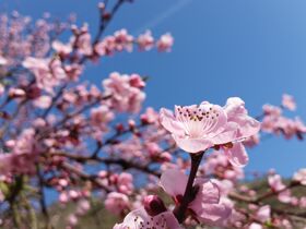 Ostern an der Mosel inkl. Abendessen | 4 Tage