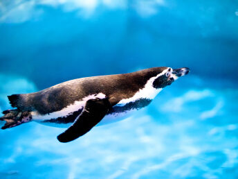 Bei den Pinguinen schwimmen in den Spreewelten | 4 Tage