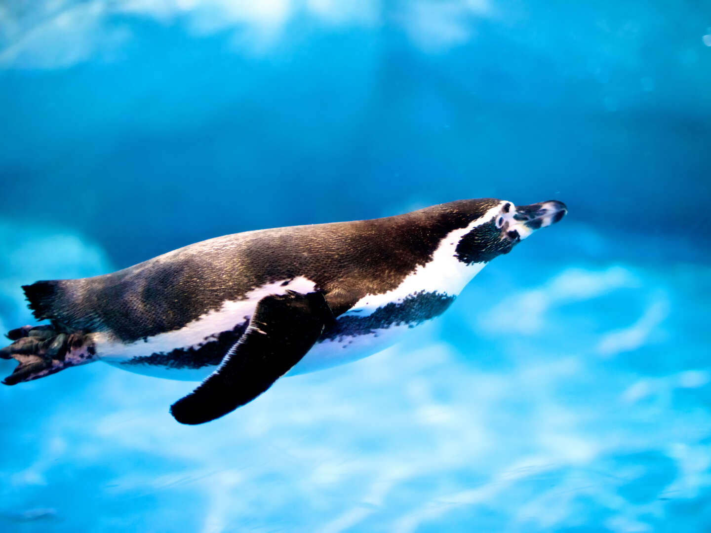 Bei den Pinguinen schwimmen in den Spreewelten | 4 Tage