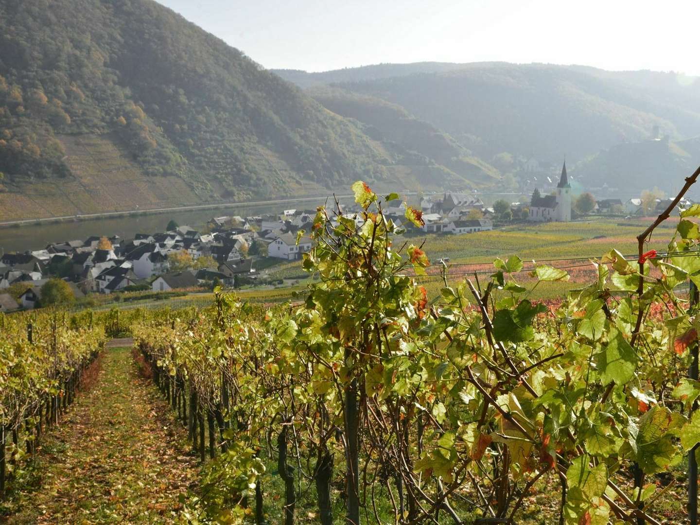 Urlaub beim Winzer an der Mosel 