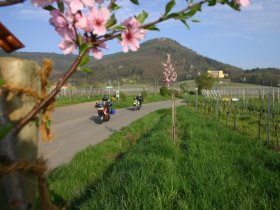 Pfalz-Wander-Wochen im Gutshof Ziegelhütte | 8 Tage inkl. HP & PfalzCard