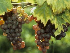 Pfalz-Wander-Wochen im Gutshof Ziegelhütte | 8 Tage inkl. HP & PfalzCard