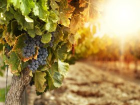 Pfalz-Wander-Wochen im Gutshof Ziegelhütte | 8 Tage inkl. HP & PfalzCard