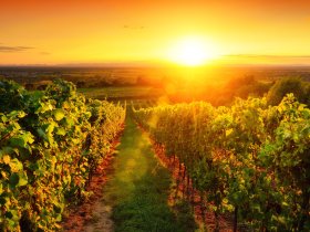 Pfalz-Wander-Wochen im Gutshof Ziegelhütte | 8 Tage inkl. HP & PfalzCard