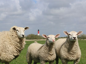 2 Tage Einfach mal Pellworm - Kurz & Gut inkl. Abendessen