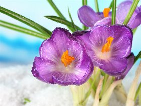 Krokusblüte Husum | das Blütenwunder des Nordens