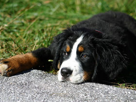 Skipauschale & Wellness | 2 Nächte inkl. 2-Tagesskipass Dachstein West