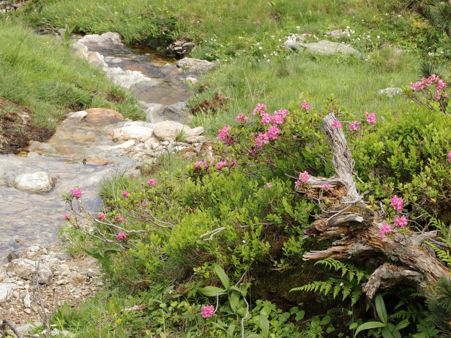 Sommer, Sonne, Berge | 2 Nächte Wanderurlaub bei Schladming inkl. Sommercard für viele Ermäßigungen